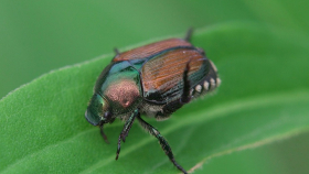 В Германии впервые обнаружили вредоносного японского жука